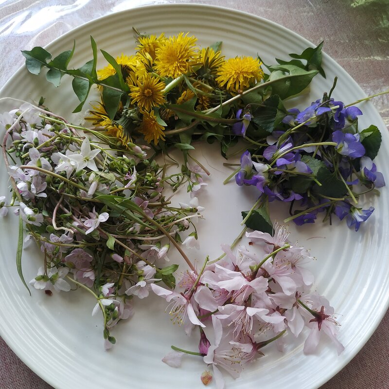 Foraging spring flowers for salad