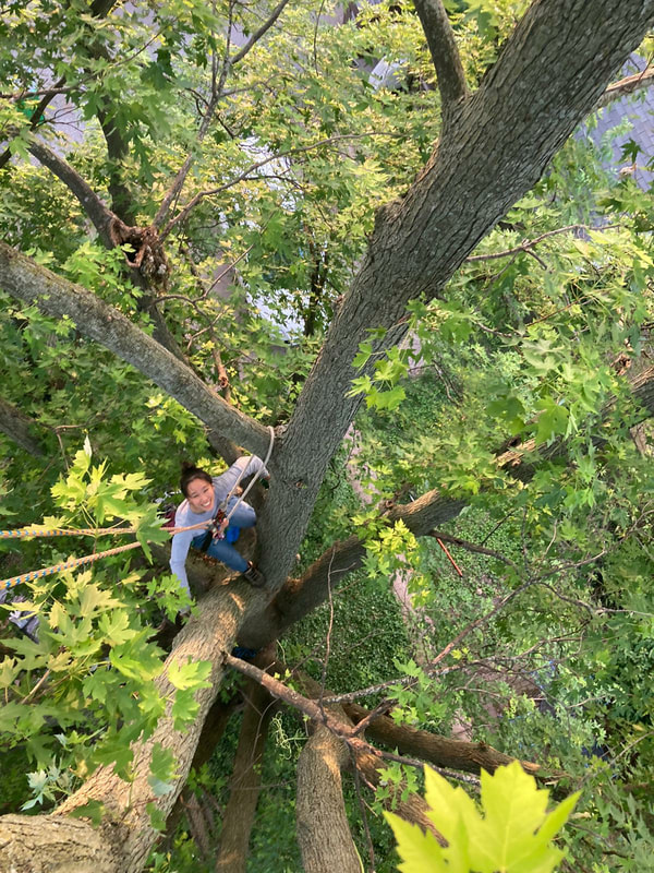 Tree climbing for fun in the backyard